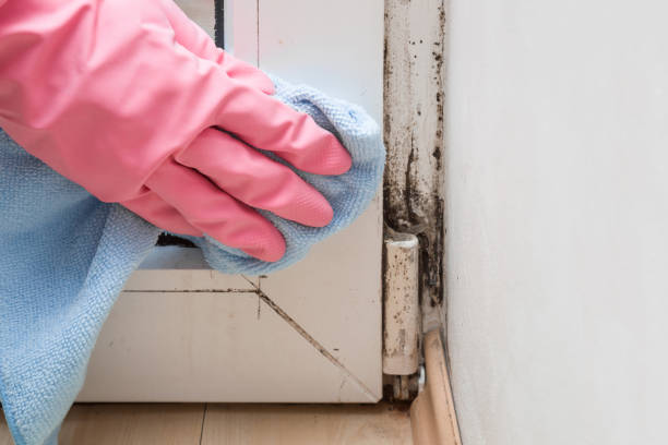 Reliable Santa Rosa, NM Mold Remediation Solutions